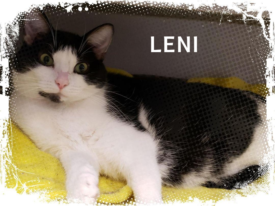 Leni, a Adoptable Domestic Short Hair in Whiting, IN image 2/5
