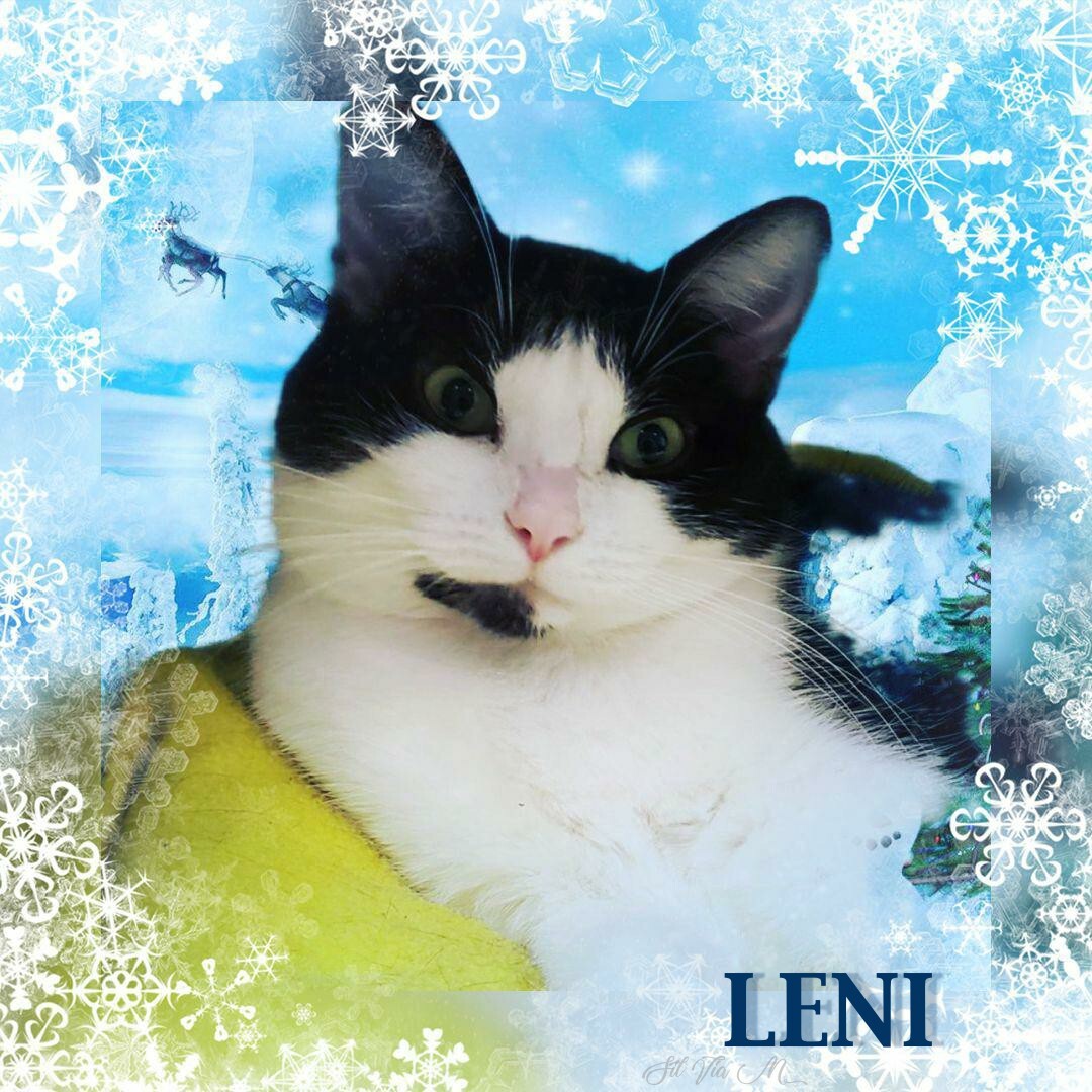 Leni, a Adoptable Domestic Short Hair in Whiting, IN image 4/5