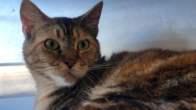 Enlarge RAMONA, a Adoptable Domestic Short Hair in Downey, CA image 1/1
