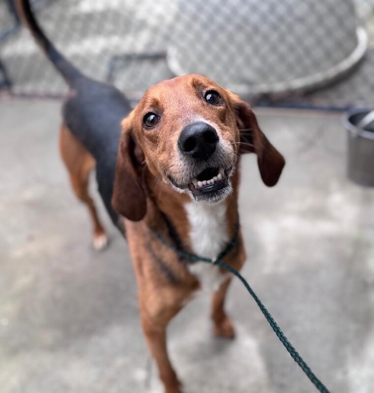 Enlarge Marty, a Adoptable Treeing Walker Coonhound in Disputanta, VA image 1/3