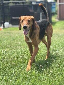 Marty, Adoptable, Adult Male Treeing Walker Coonhound.