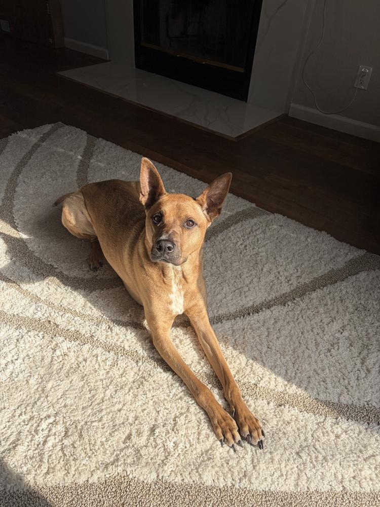 Rudy, Adoptable, Adult Male German Shepherd Dog & Pit Bull Terrier.