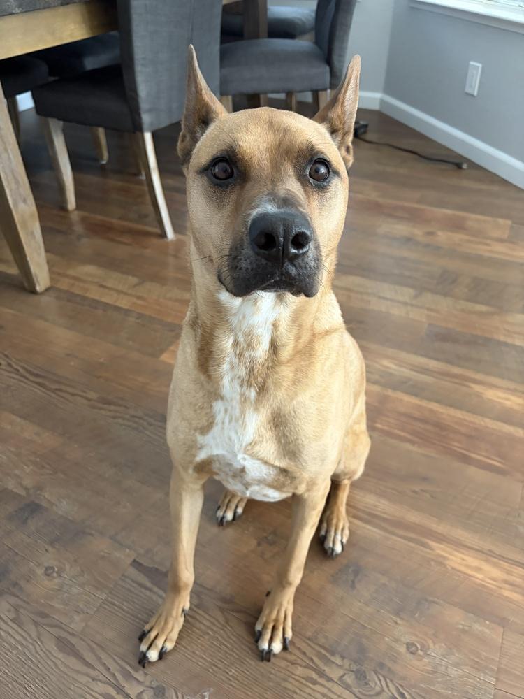 Enlarge Rudy, a Adoptable mixed breed in Pleasant Hill, CA image 2/3