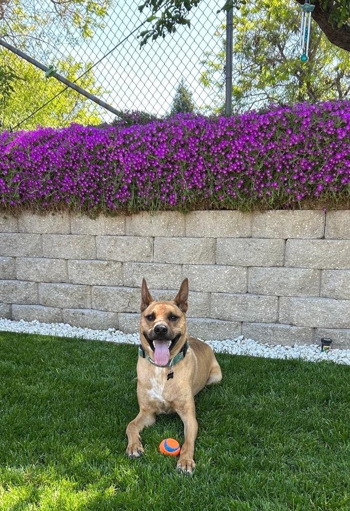 Enlarge Rudy, a Adoptable mixed breed in Pleasant Hill, CA image 3/3