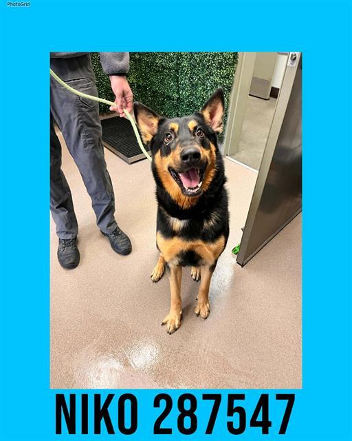 NIKO, Adoptable, Young Male German Shepherd Dog & Siberian Husky.