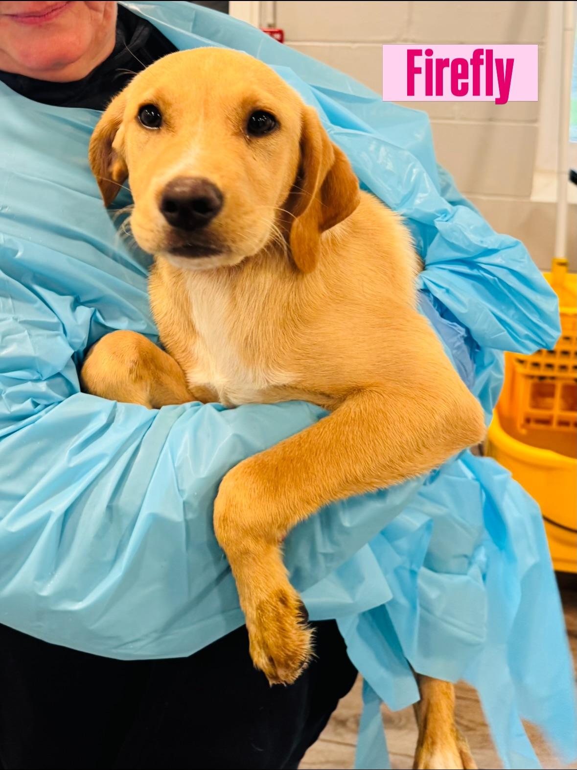 Enlarge Firefly, a Adoptable Labrador Retriever in Rock Hill, NY image 1/1