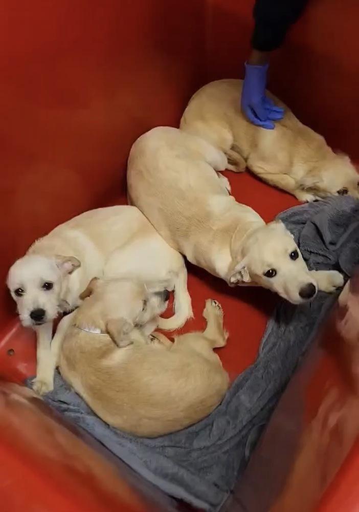 Corsonei / Hiam, Adoptable, Puppy Male Labrador Retriever & Mixed Breed.