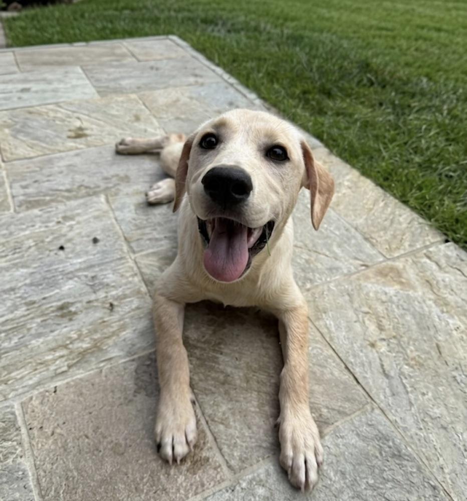 Corsonei / Hiam / Hank, Adoptable, Puppy Male Labrador Retriever & Mixed Breed.
