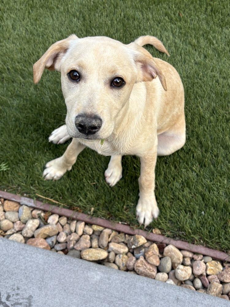 Enlarge Corsonei / Hiam / Hank, a Adoptable mixed breed in Broomfield, CO image 2/6