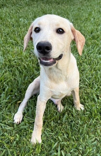 Corsonei / Hiam, a Adoptable mixed breed in Broomfield, CO image 3/6