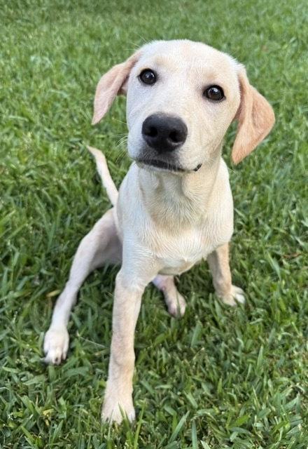 Corsonei / Hiam, a Adoptable mixed breed in Broomfield, CO image 5/6