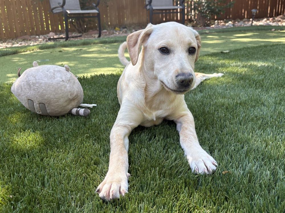 Enlarge Corsonei / Hiam / Hank, a Adoptable mixed breed in Broomfield, CO image 5/6