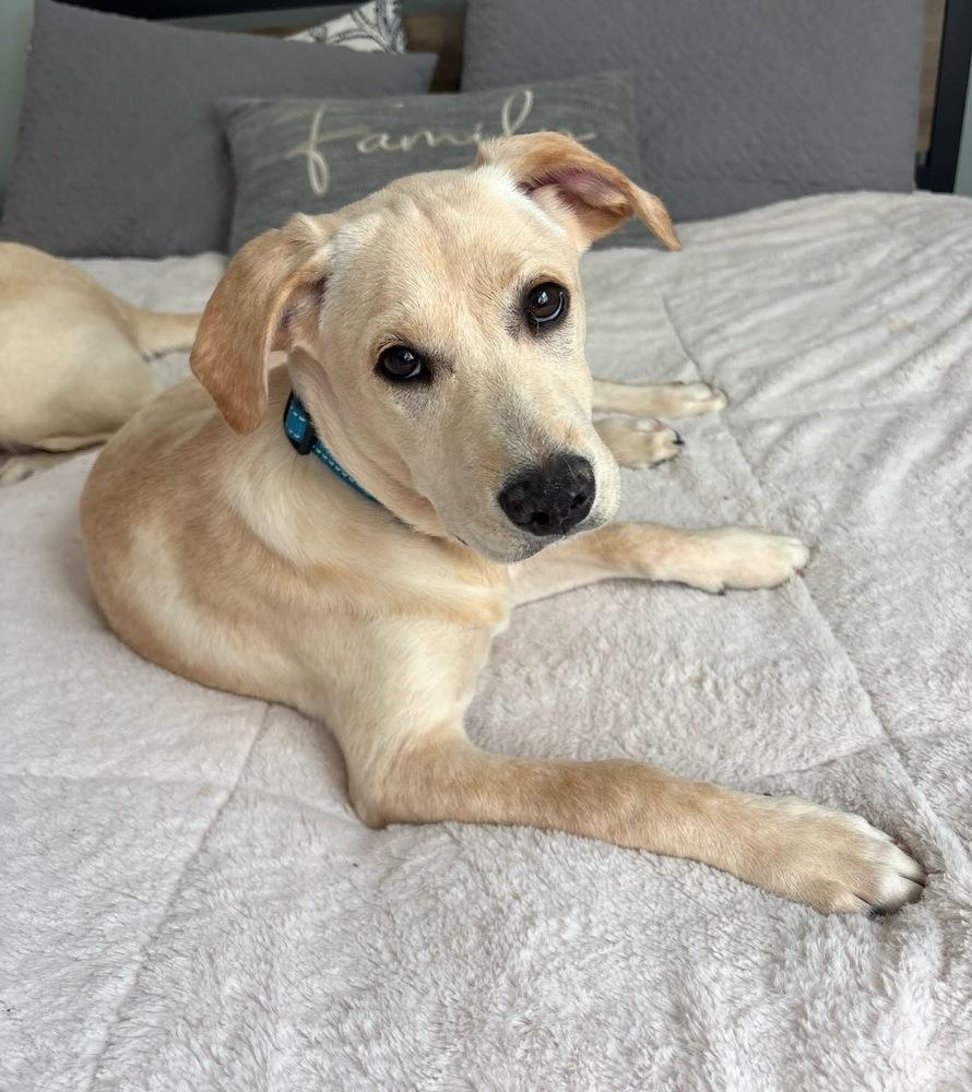 Enlarge Corsonei / Hiam / Hank, a Adoptable mixed breed in Broomfield, CO image 6/6