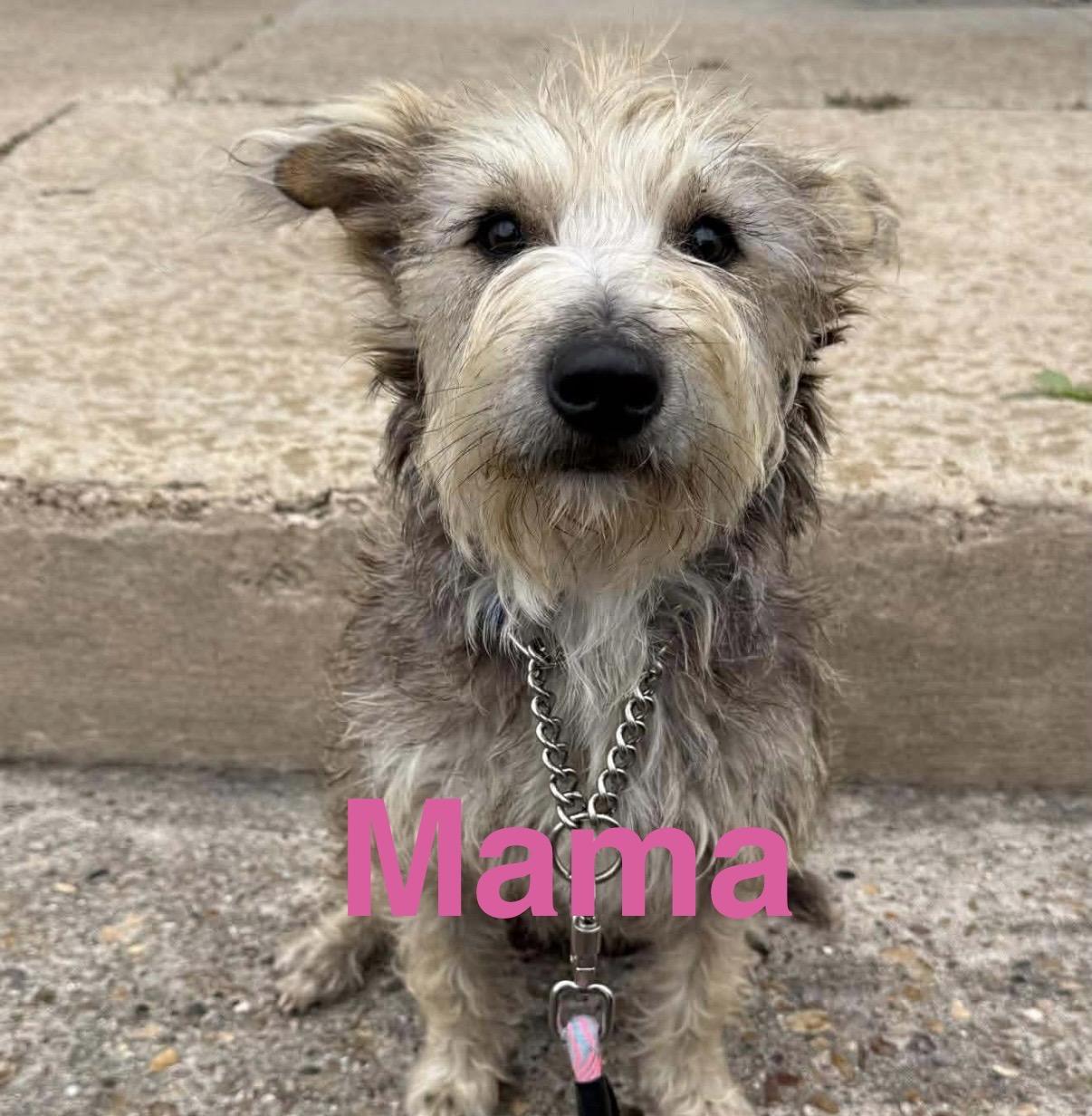 Patti, an adopted Schnauzer in Bellingham, WA image 6/6