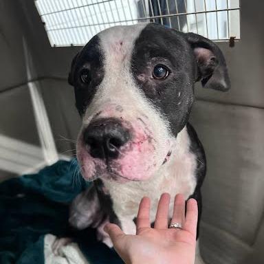 Enlarge Rosie, a Adoptable Mixed Breed in Jeffersonville, IN image 2/2