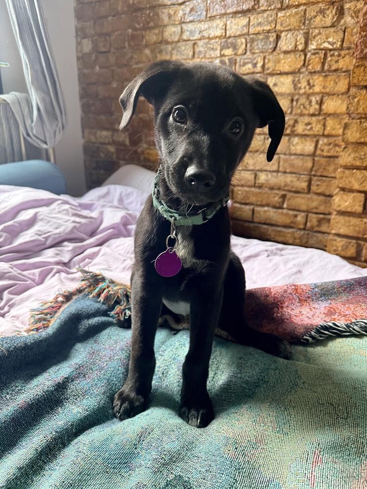 Lacy, Adoptable, Puppy Female Labrador Retriever.