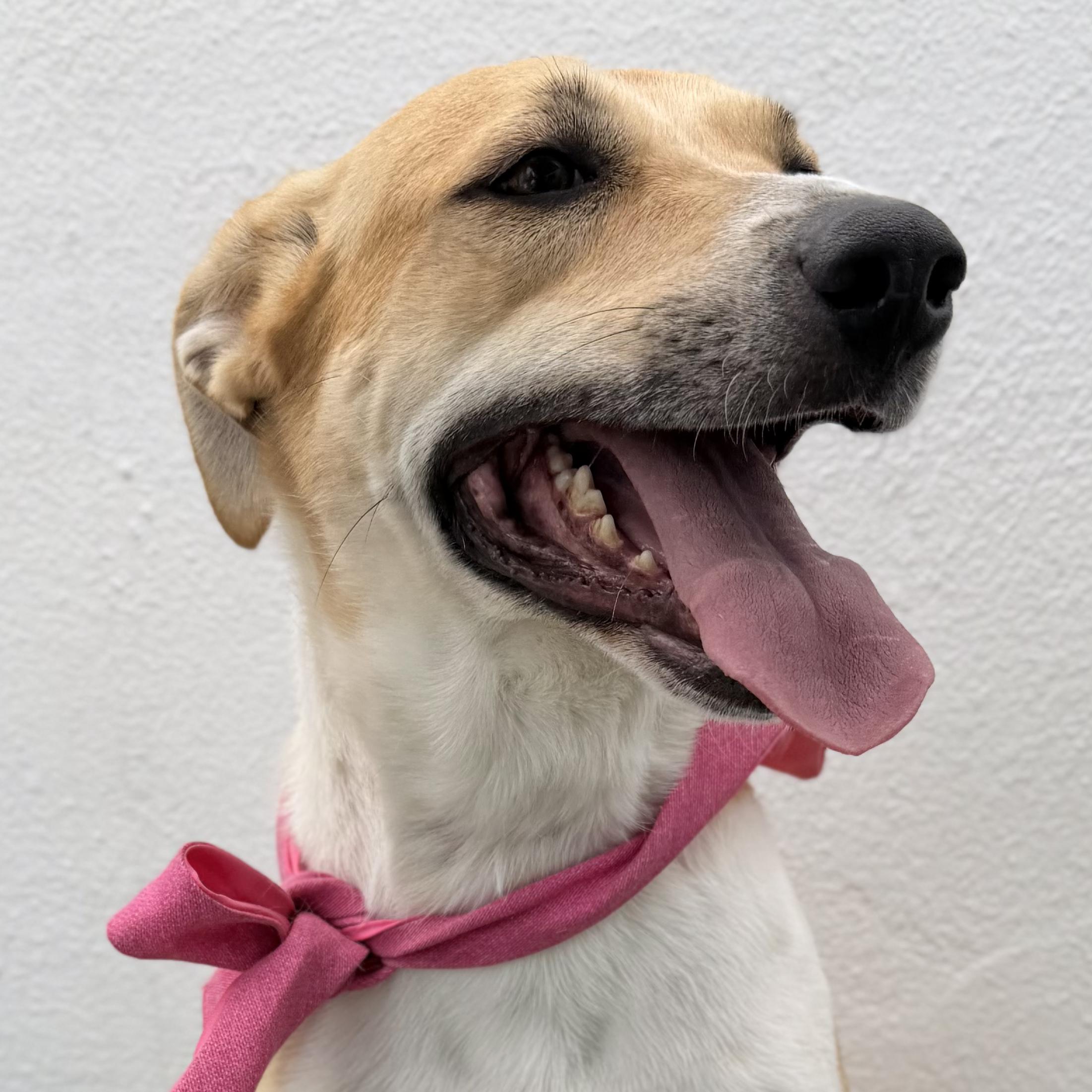 JULIETTE, adopted, Adult Female Pointer & Labrador Retriever.