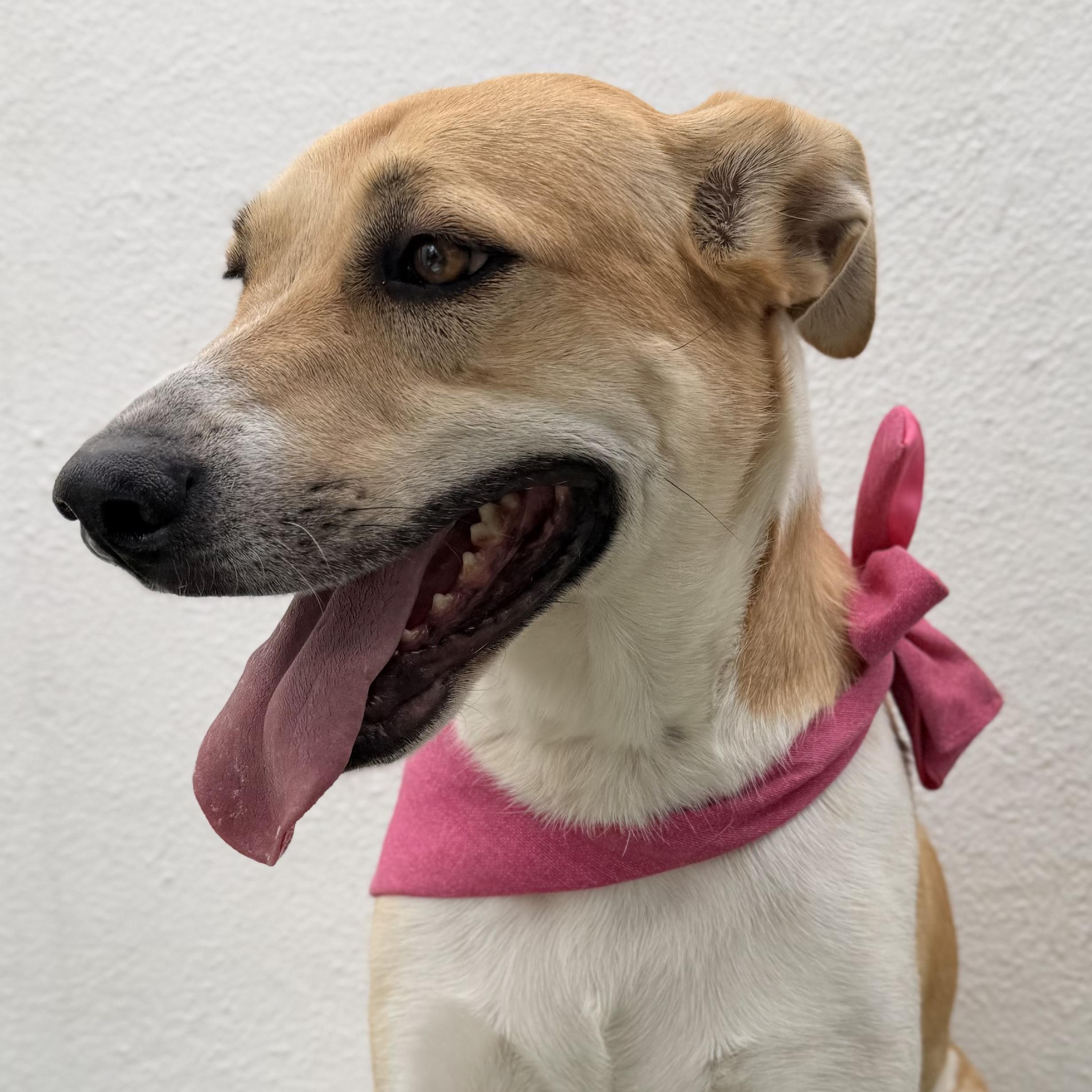 JULIETTE, an adopted mixed breed in La Jolla, CA image 5/6
