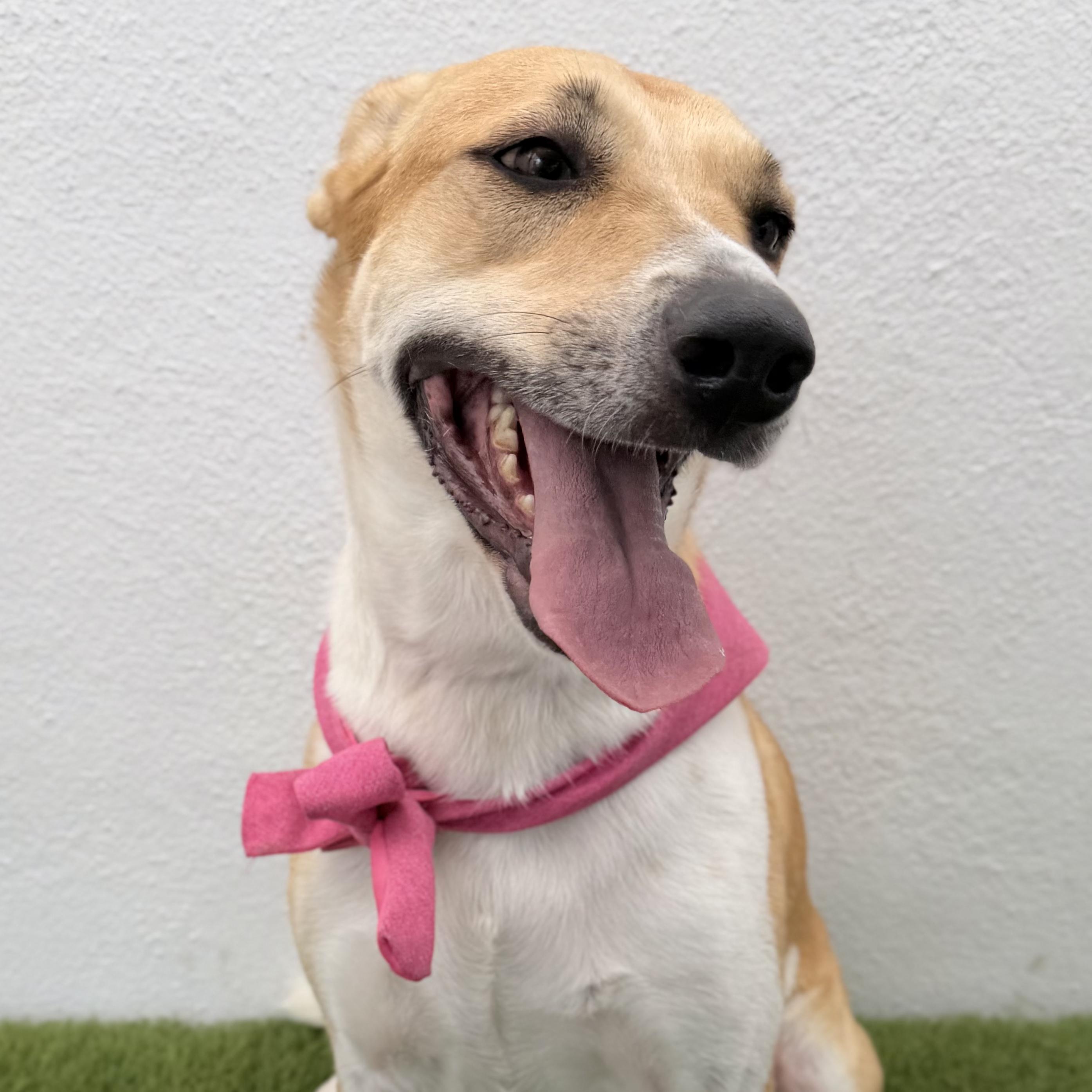 JULIETTE, an adopted mixed breed in La Jolla, CA image 3/6