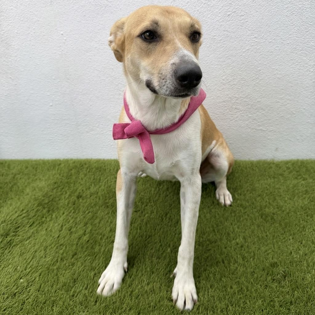 JULIETTE, an adopted mixed breed in La Jolla, CA image 2/6