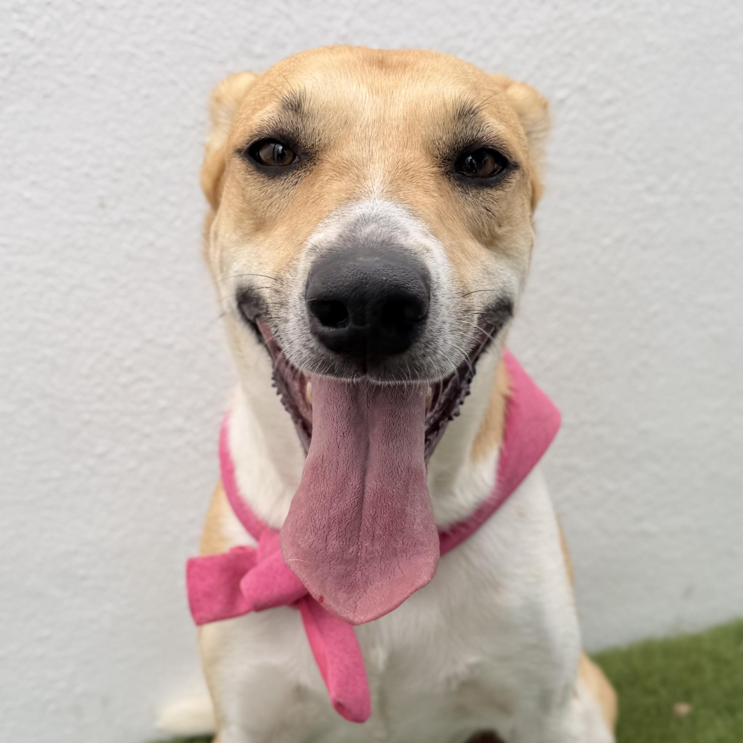 JULIETTE, an adopted mixed breed in La Jolla, CA image 4/6