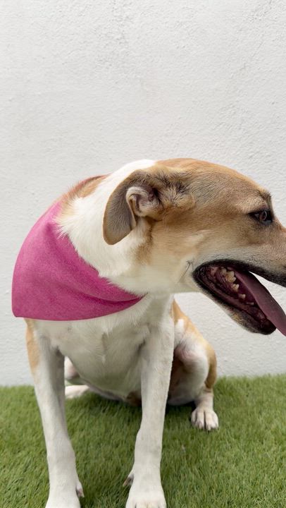 Enlarge JULIETTE, an adopted mixed breed in La Jolla, CA video 6/6