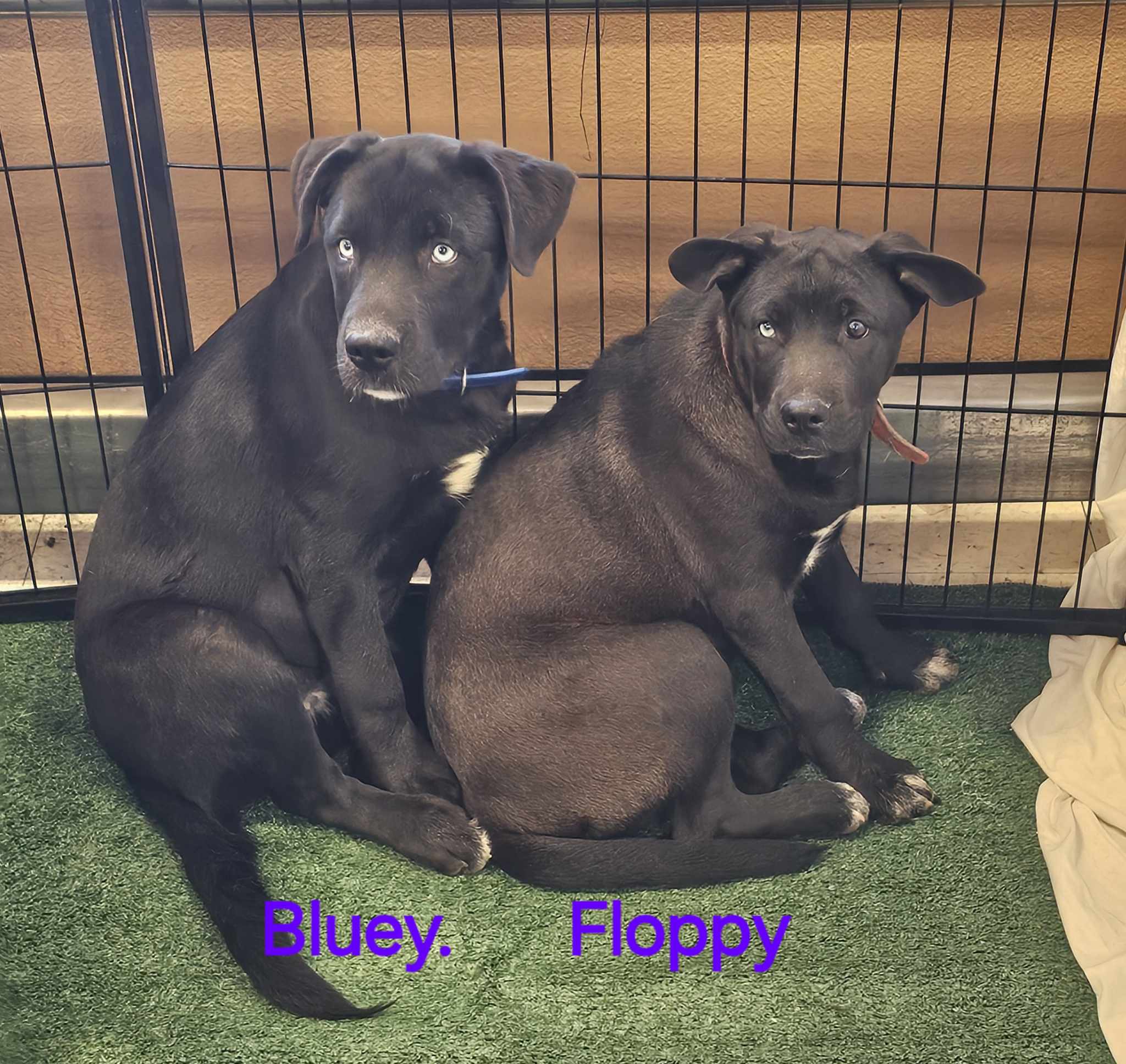 Bluey photo 3