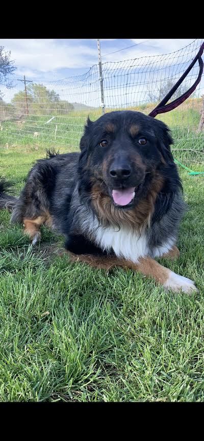 Benny, Adopted, Young Male Dutch Shepherd.