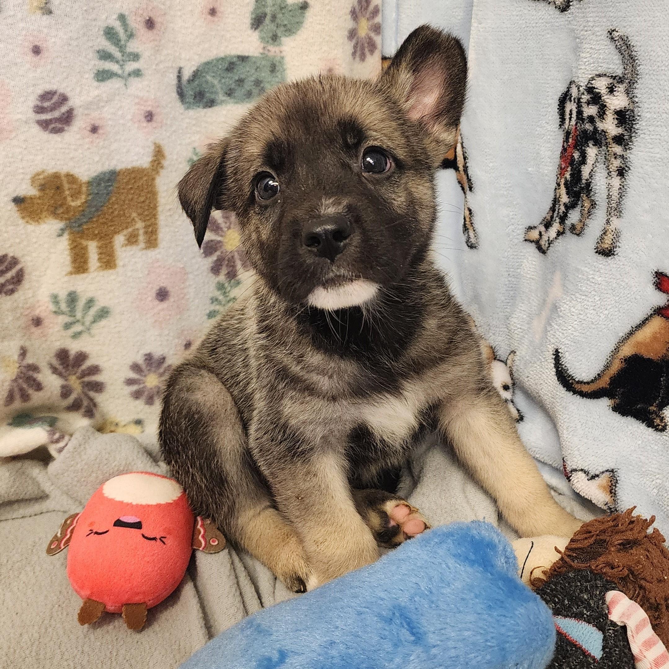 Buffalo, adopted, Young Male Shepherd.