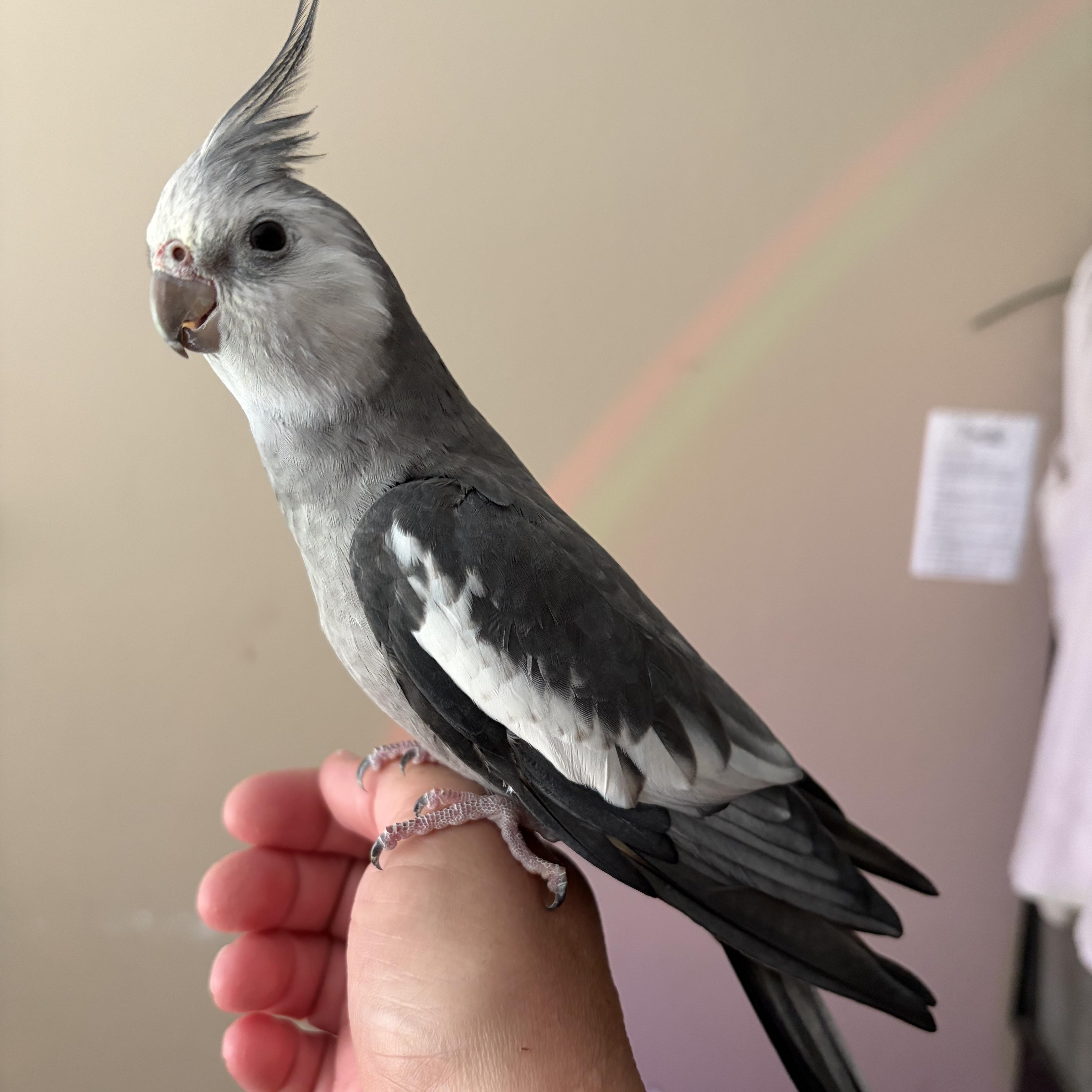 Kevin, an adopted Cockatiel in Corona, CA image 1/2