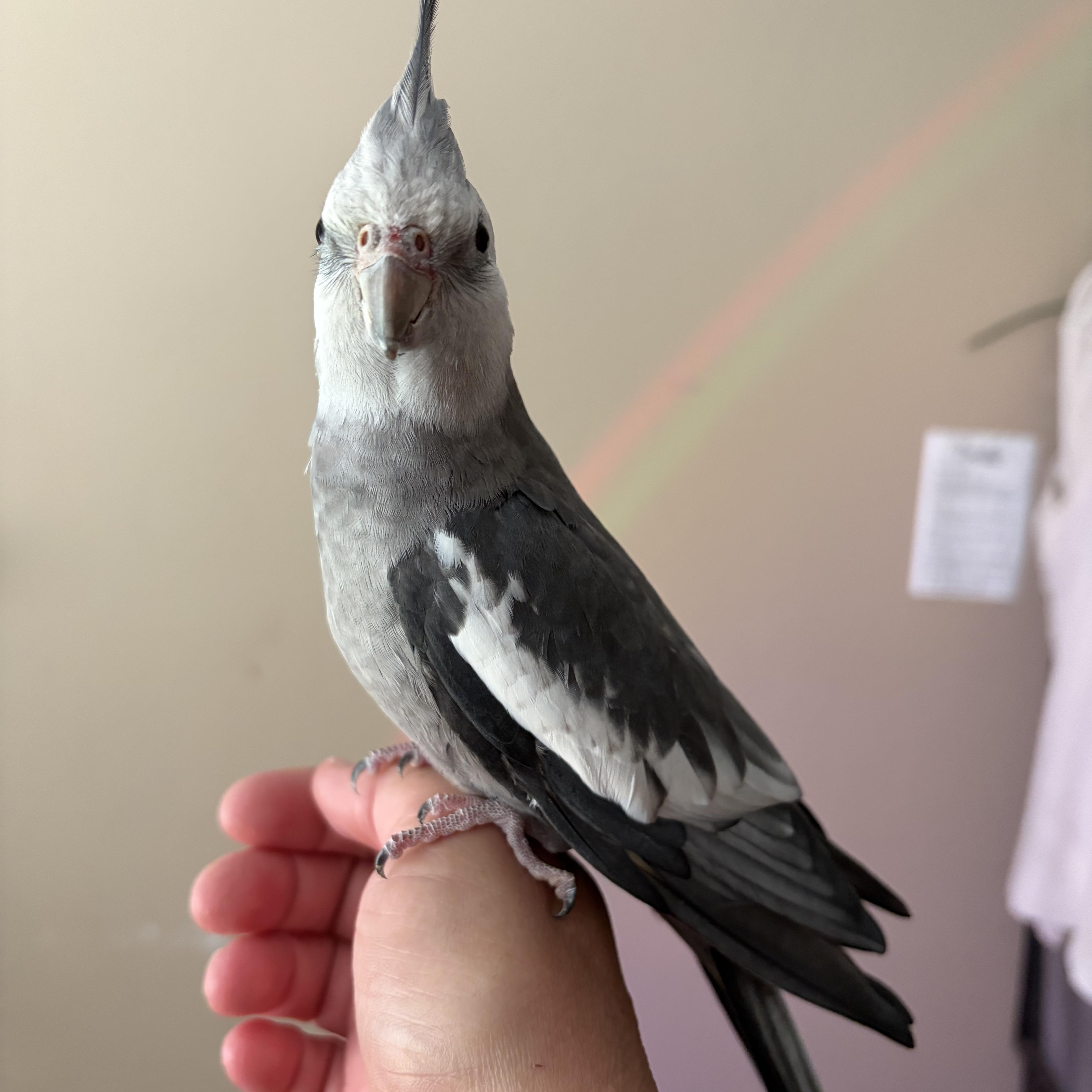 Kevin, an adopted Cockatiel in Corona, CA image 2/2