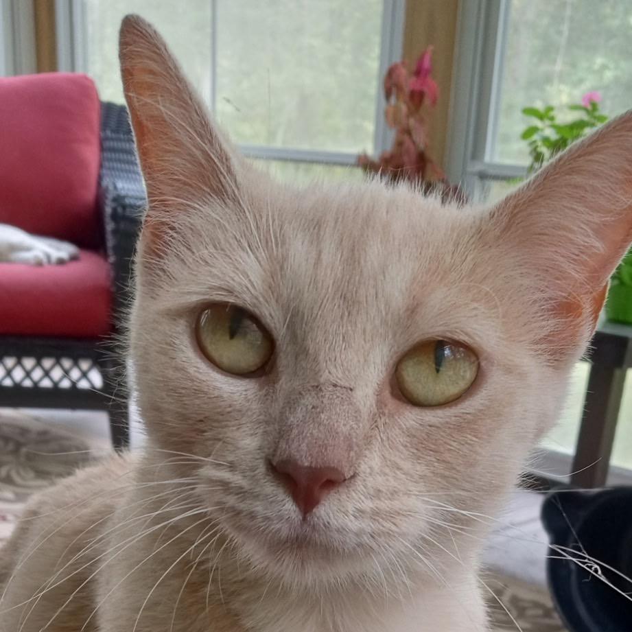 Love Bug, a Adoptable mixed breed in Cartersville, GA image 1/5