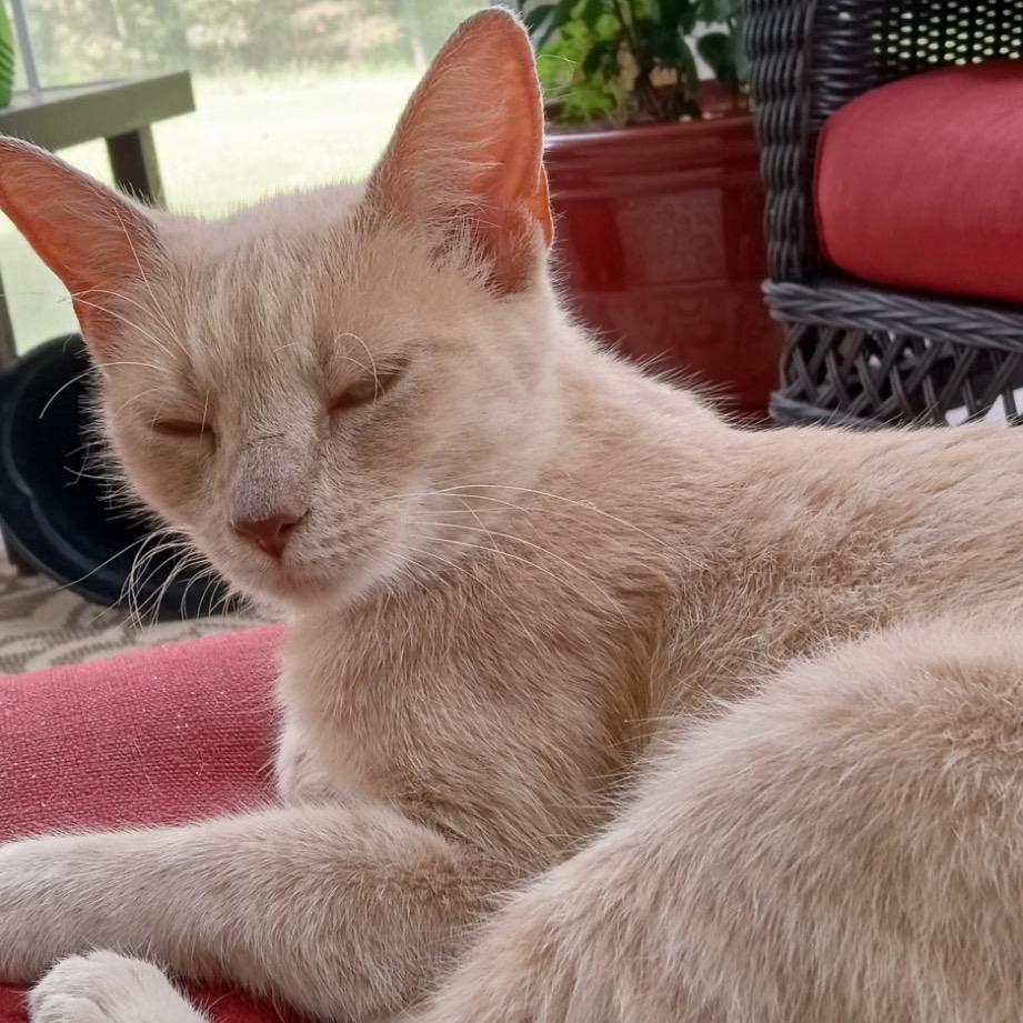 Love Bug, a Adoptable mixed breed in Cartersville, GA image 2/5