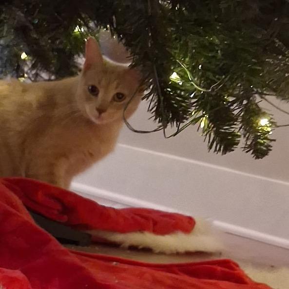 Love Bug, a Adoptable mixed breed in Cartersville, GA image 3/5