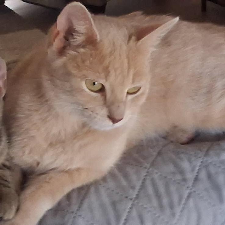 Love Bug, a Adoptable mixed breed in Cartersville, GA image 4/5