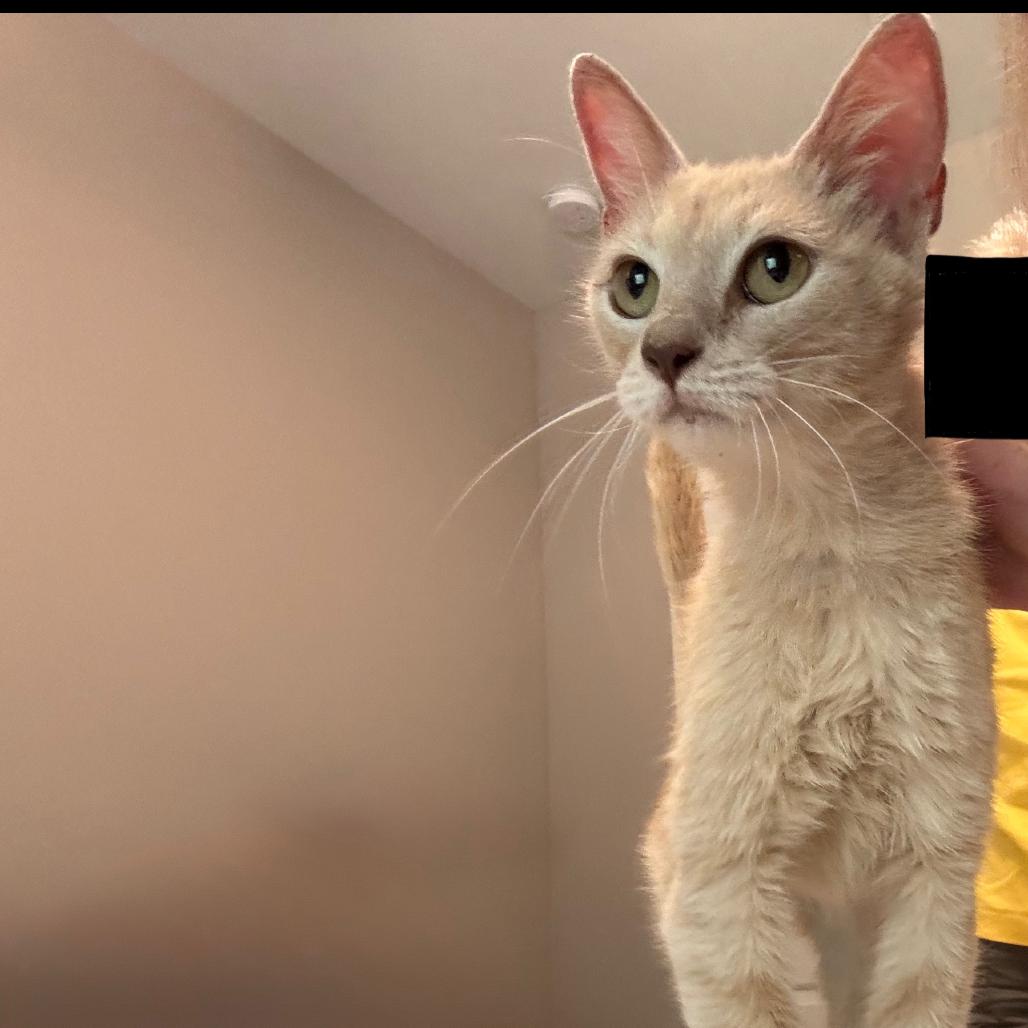 Love Bug, a Adoptable mixed breed in Cartersville, GA image 5/5