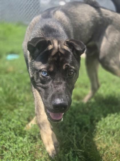 Enlarge Clark, a ADOPTABLE mixed breed in Joliet, IL image 1/1