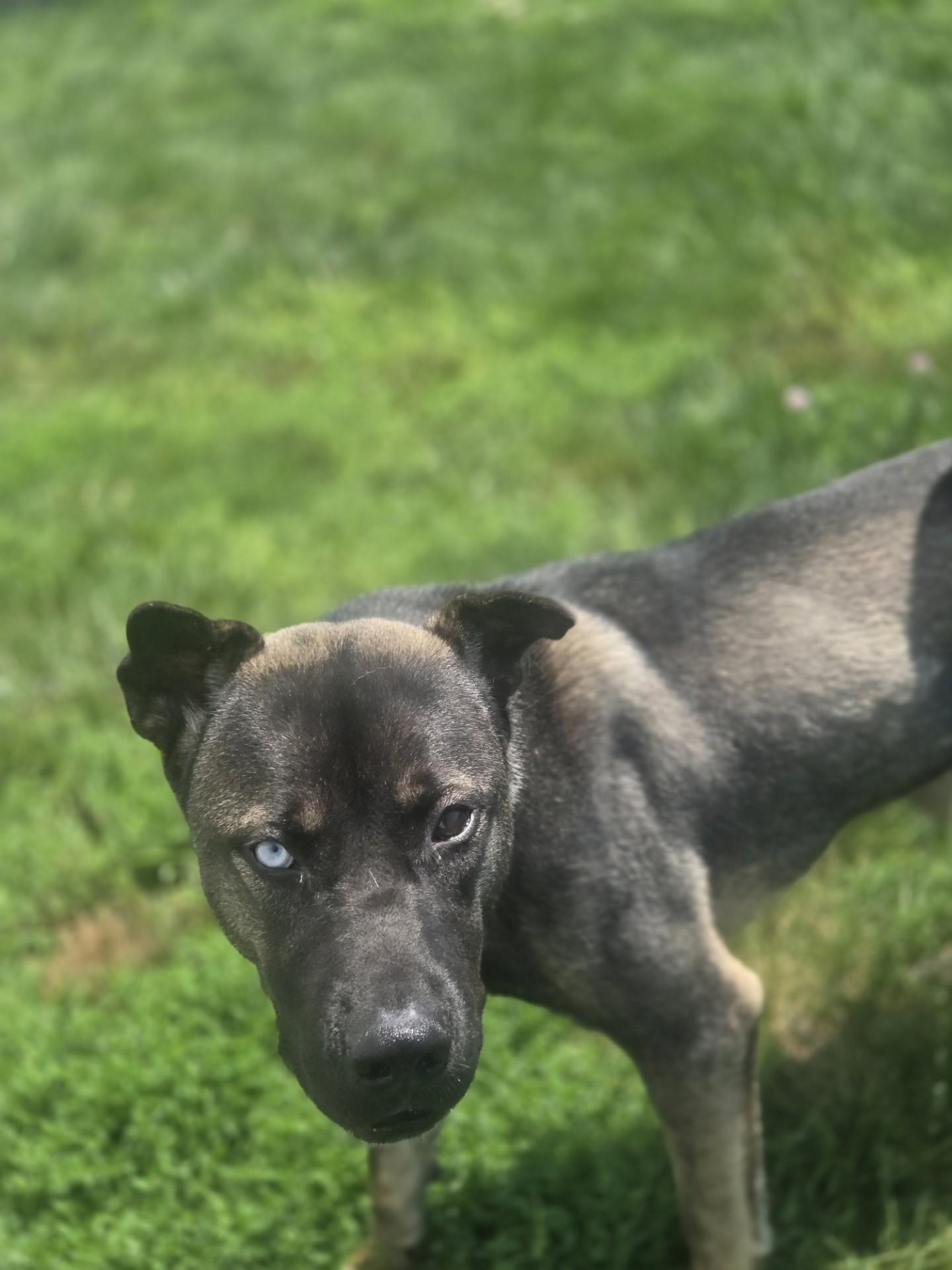 Clark, a ADOPTABLE mixed breed in Joliet, IL image 3/3