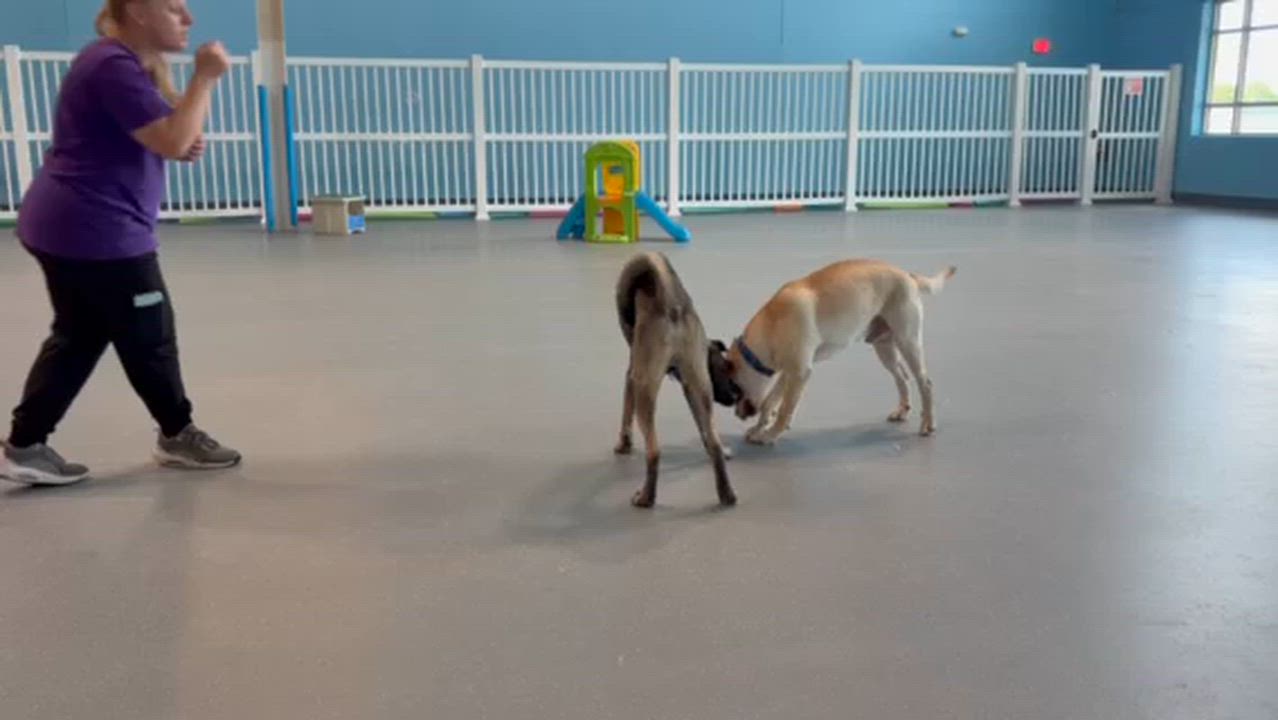 Enlarge Clark, a ADOPTABLE mixed breed in Joliet, IL video 2/3