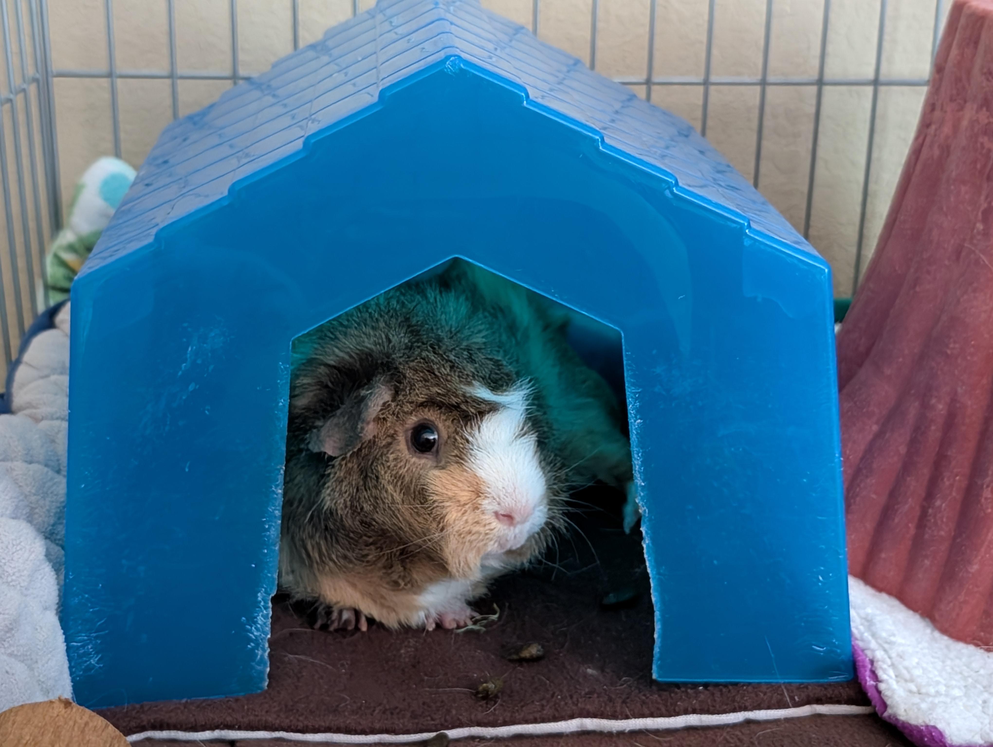 Spatula, ADOPTABLE, Adult Male Guinea Pig.