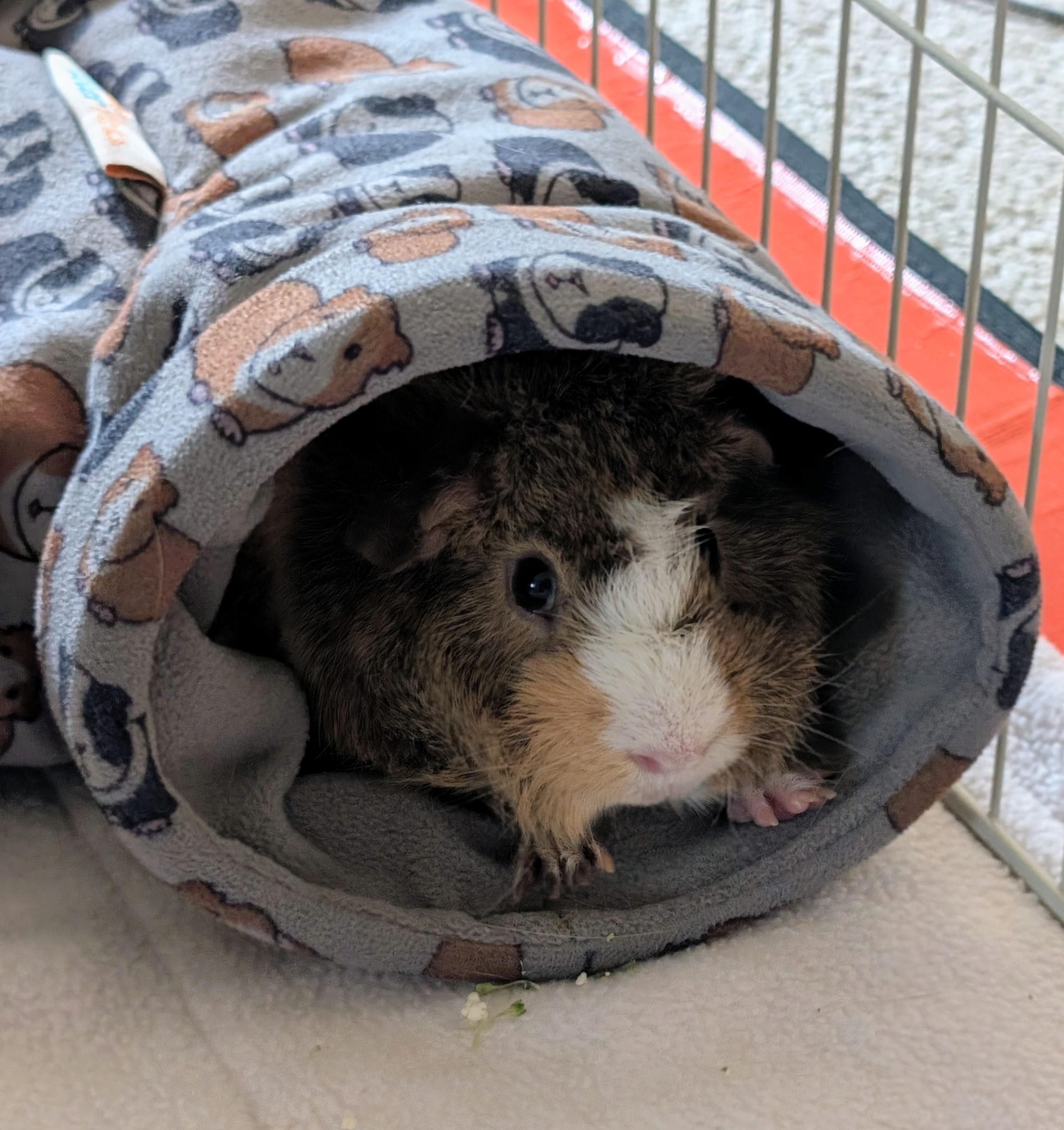 Spatula, a ADOPTABLE Guinea Pig in Saint Paul, MN image 2/2