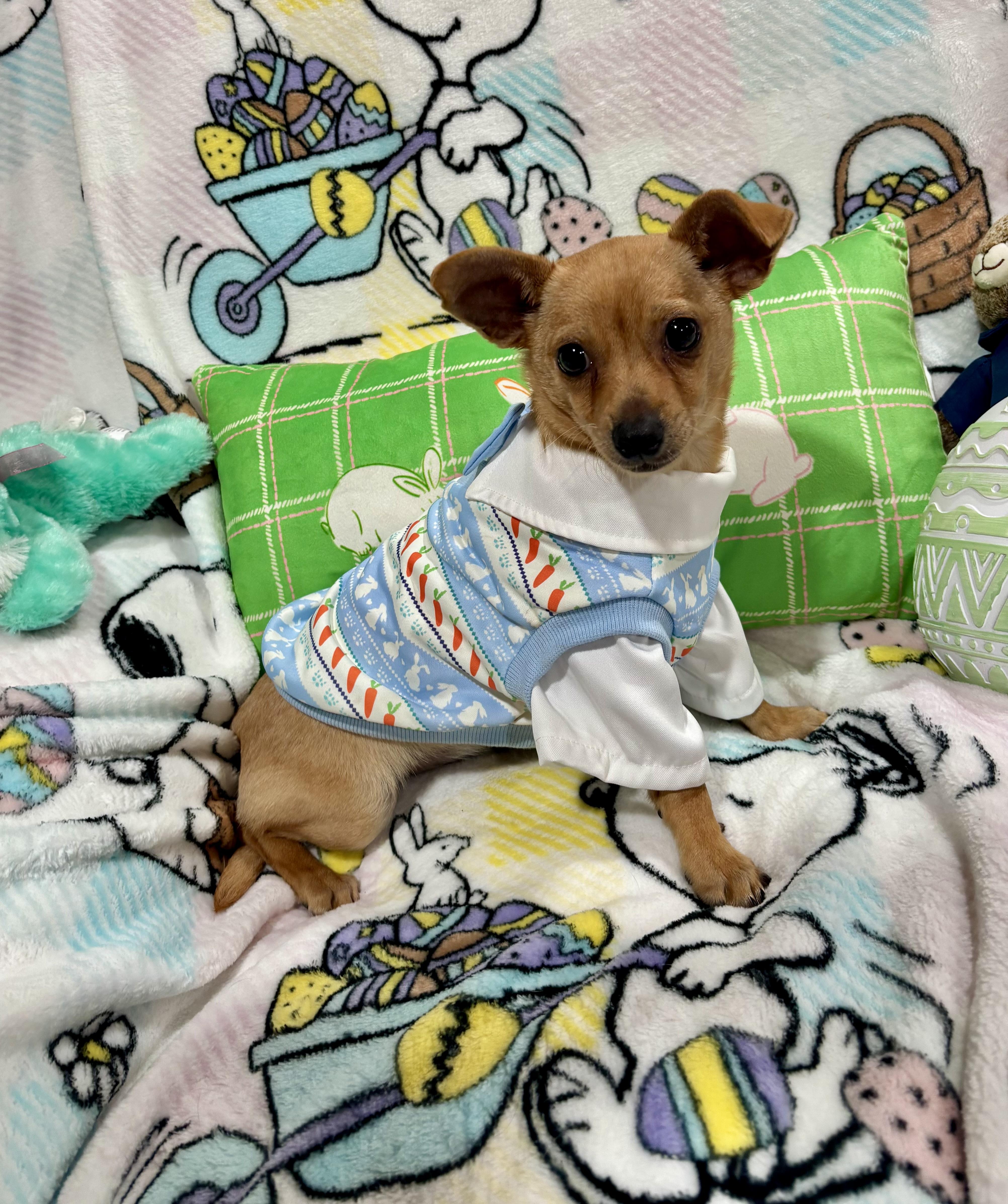 Enlarge Scooby, a ADOPTABLE mixed breed in Foster, OR image 3/6