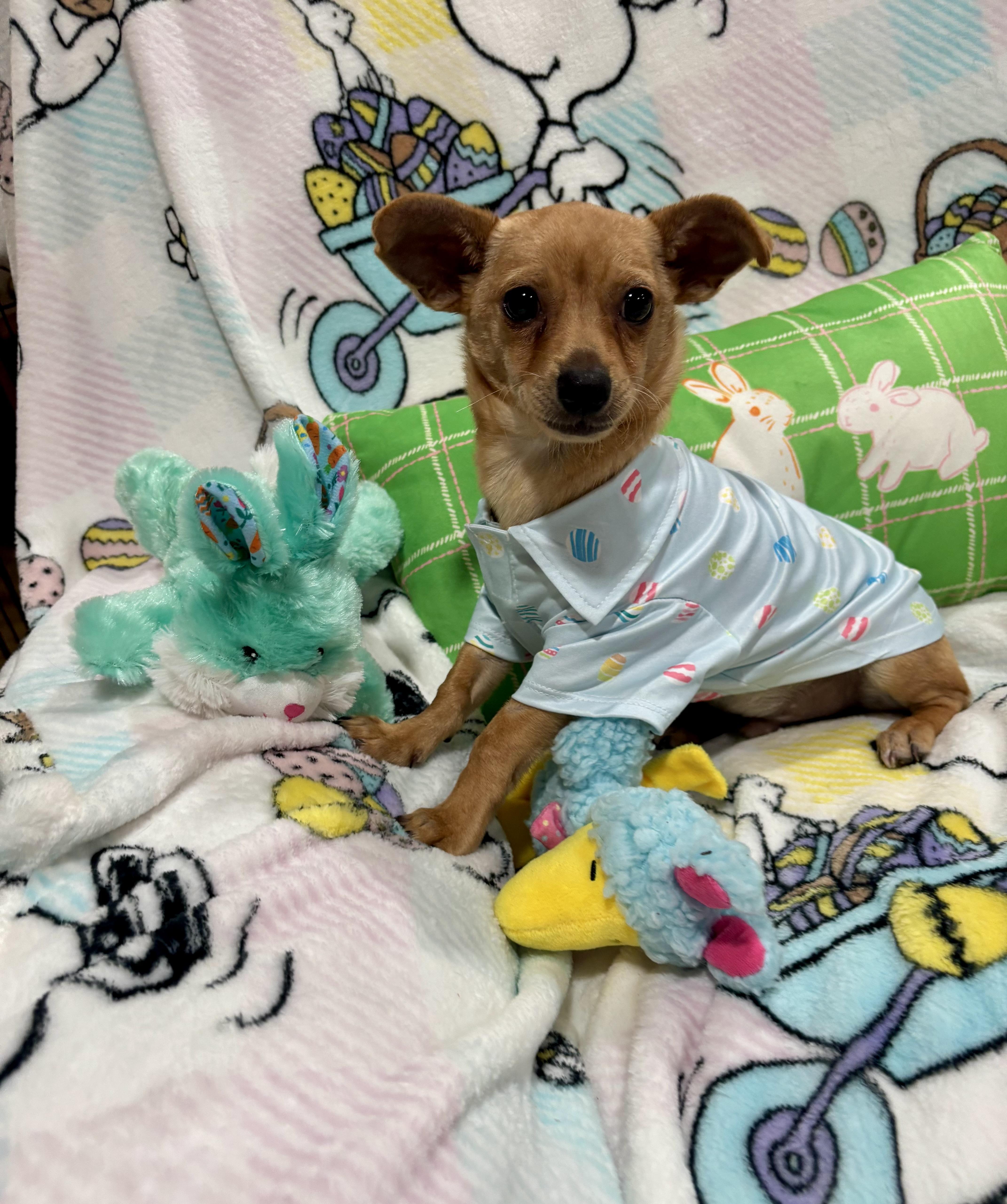 Enlarge Scooby, a ADOPTABLE mixed breed in Foster, OR image 6/6