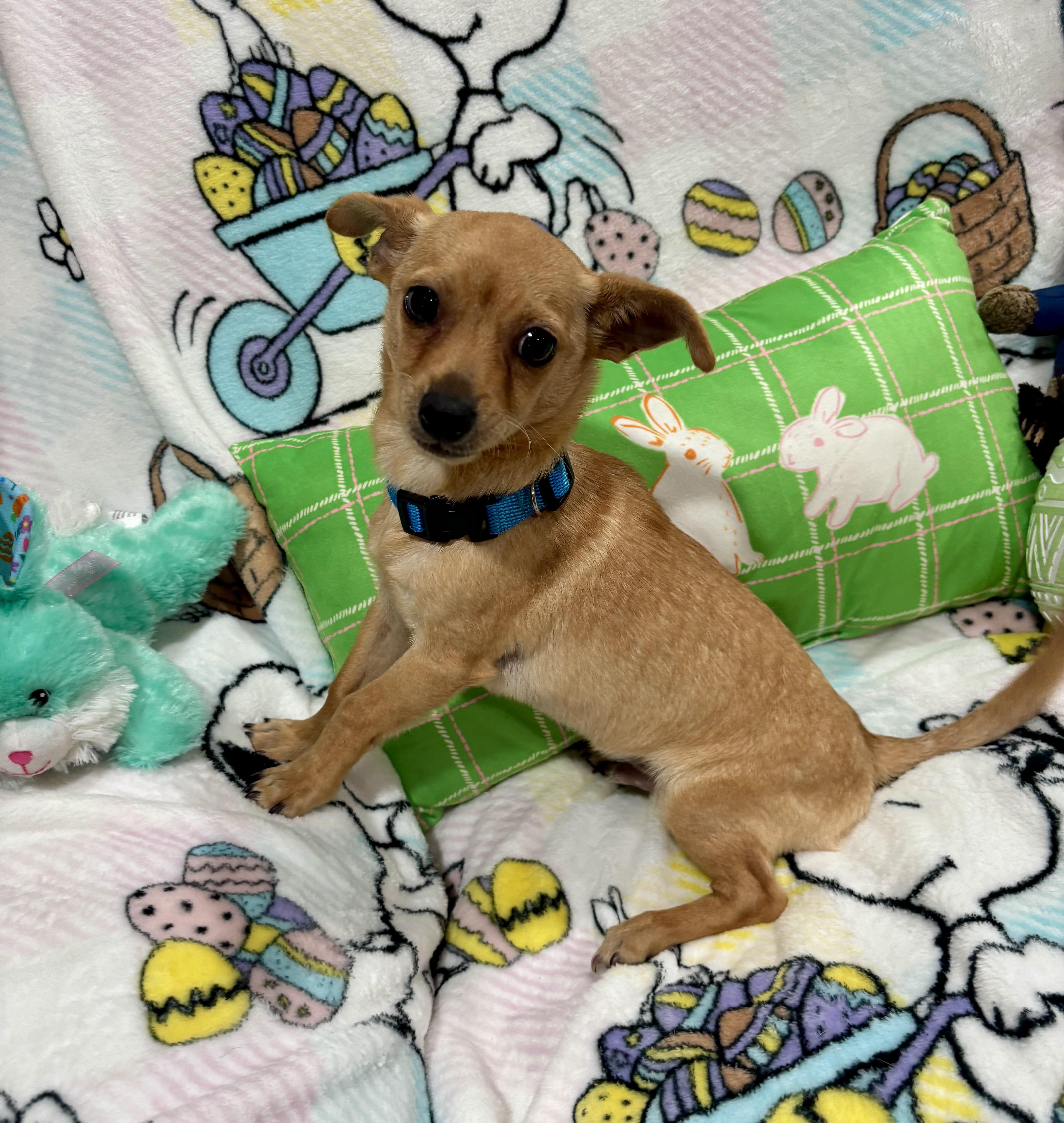 Enlarge Scooby, a ADOPTABLE mixed breed in Foster, OR image 4/6