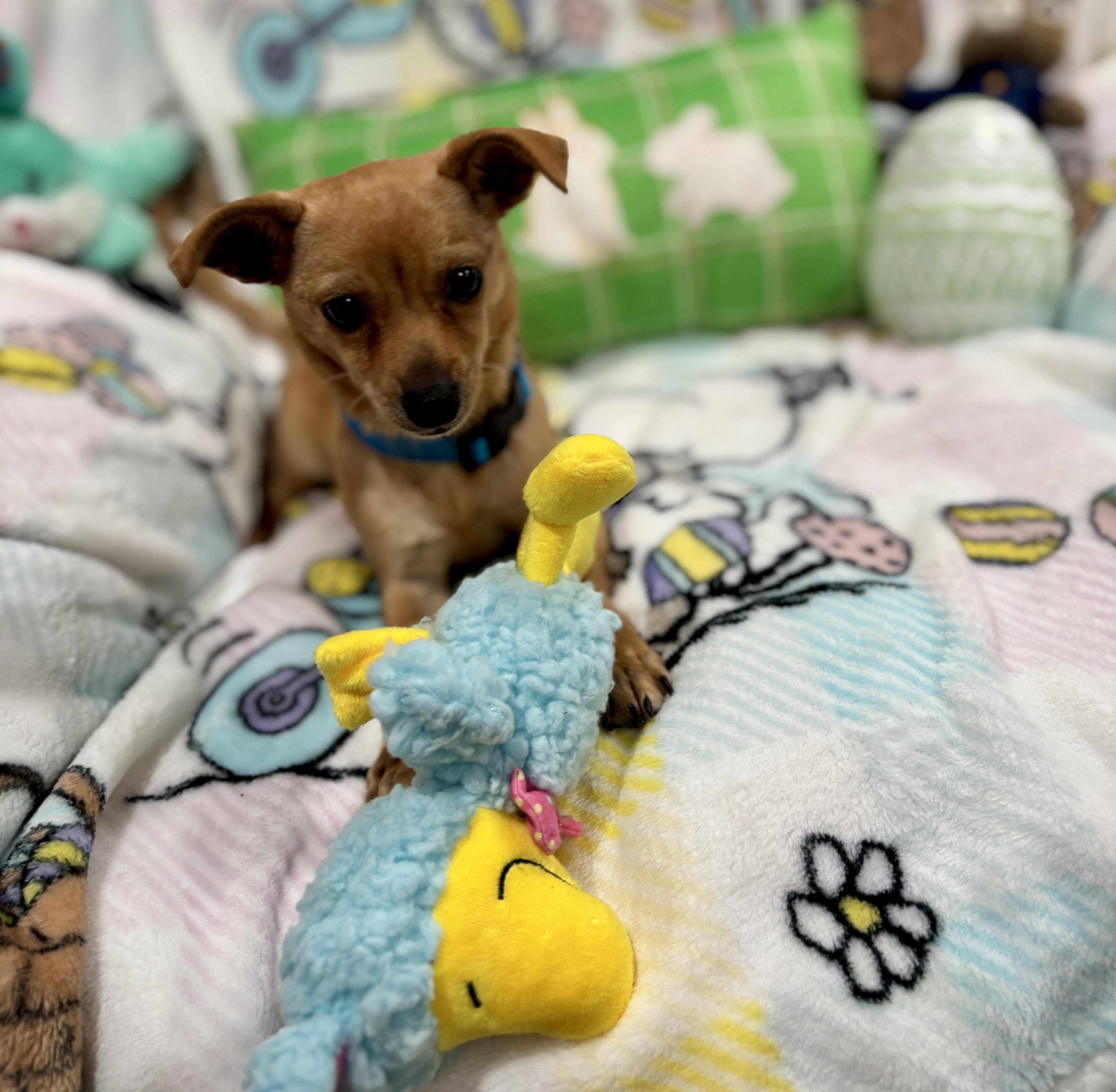 Enlarge Scooby, a ADOPTABLE mixed breed in Foster, OR image 5/6