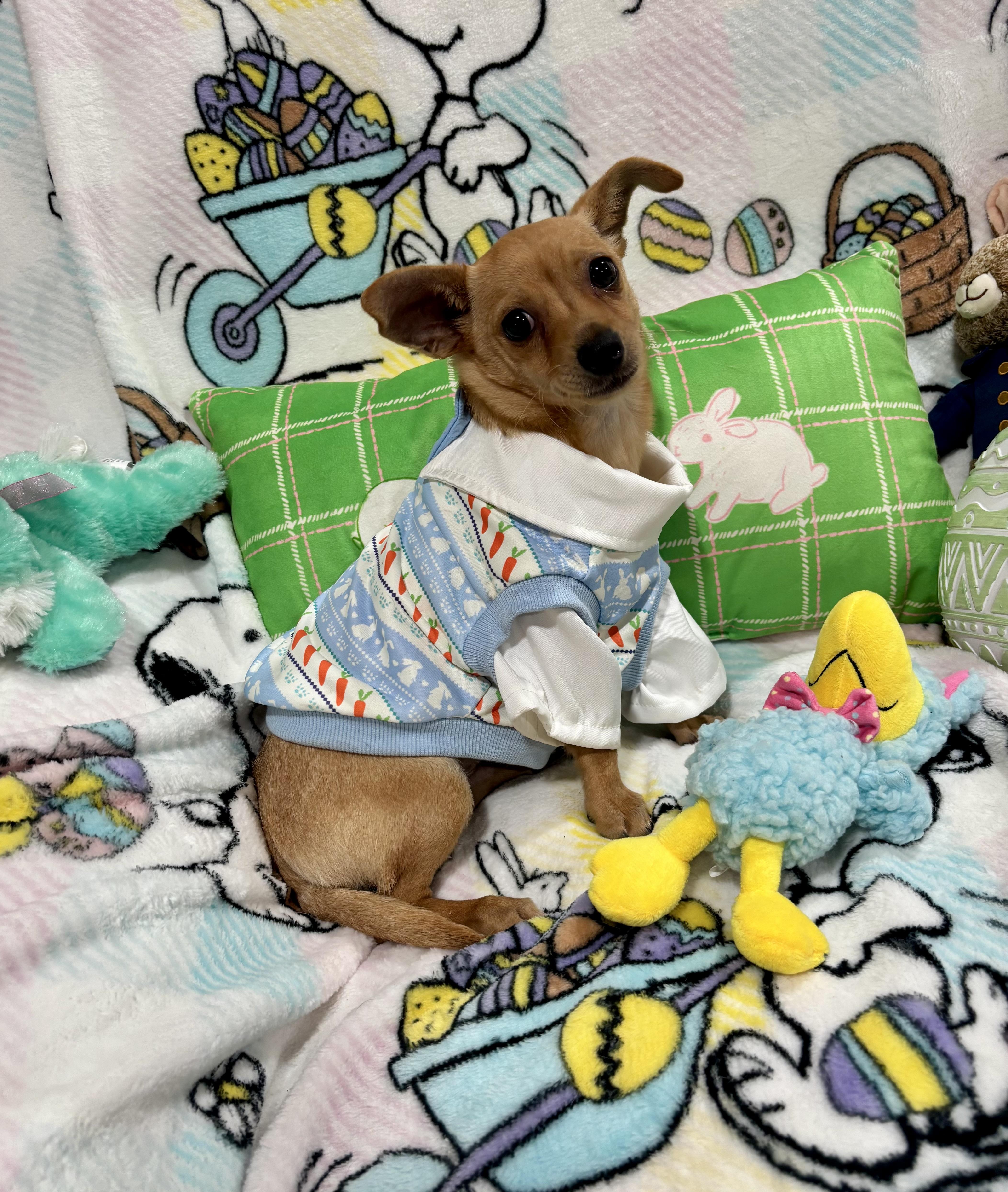 Enlarge Scooby, a ADOPTABLE mixed breed in Foster, OR image 2/6