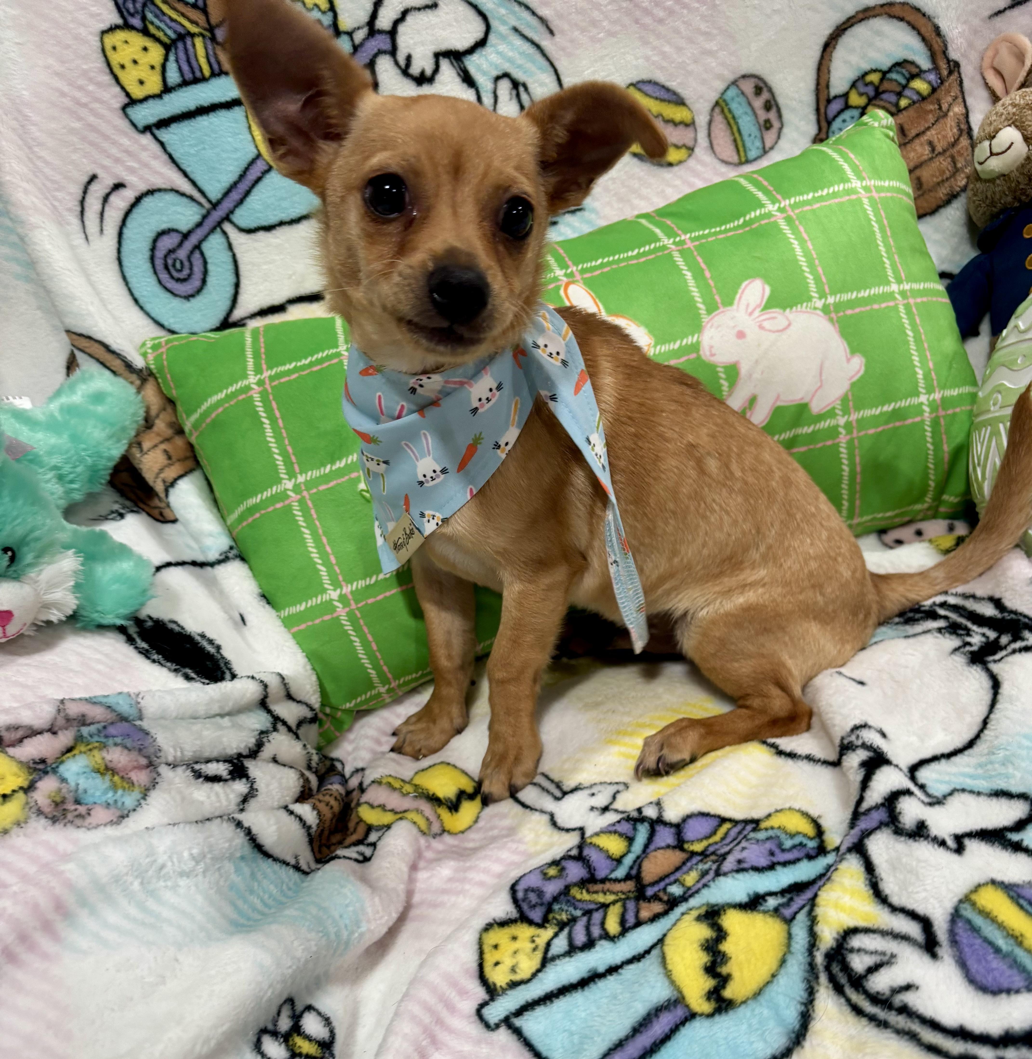 Scooby, ADOPTABLE, Puppy Male Chihuahua & Mixed Breed.