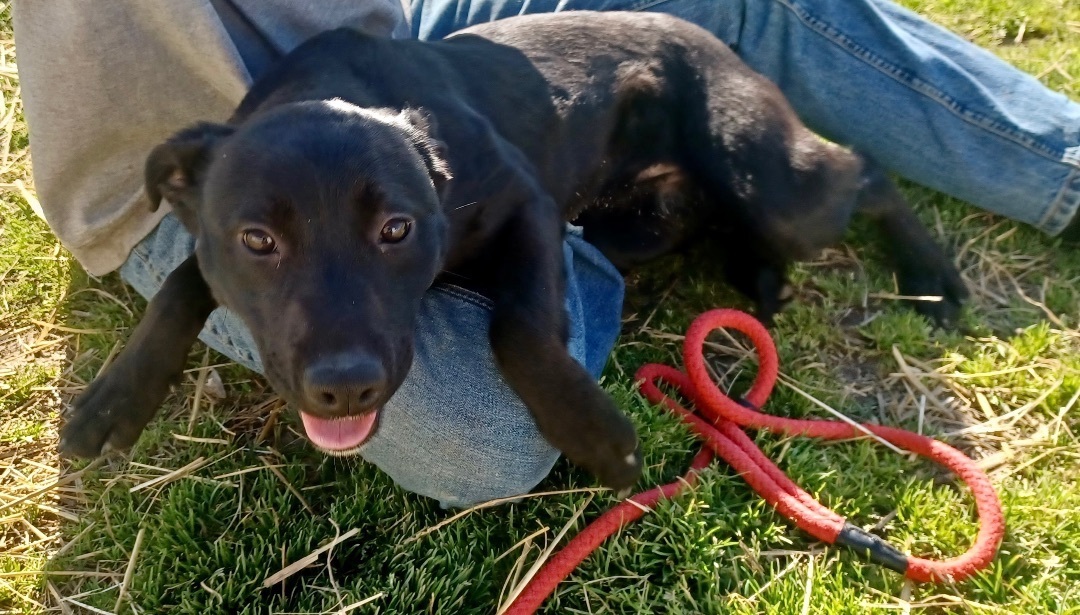 Enlarge Dawn, a Adopted mixed breed in Newport, AR image 1/10