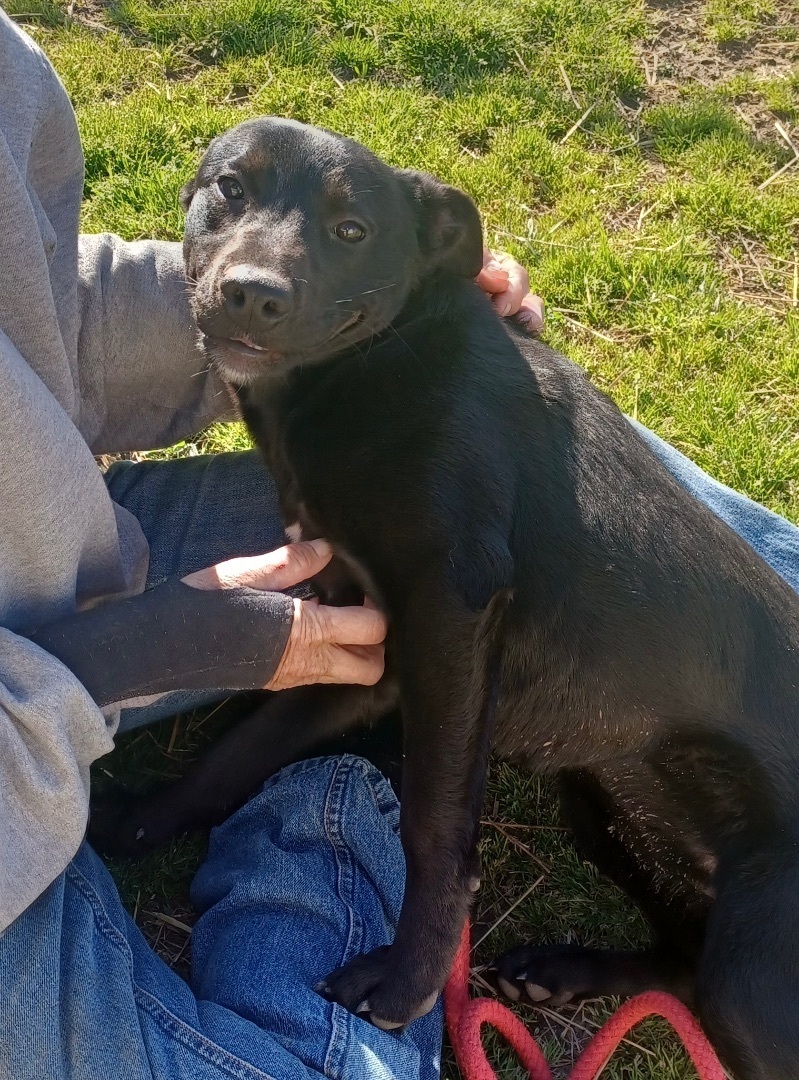 Enlarge Dawn, a Adopted mixed breed in Newport, AR image 2/10