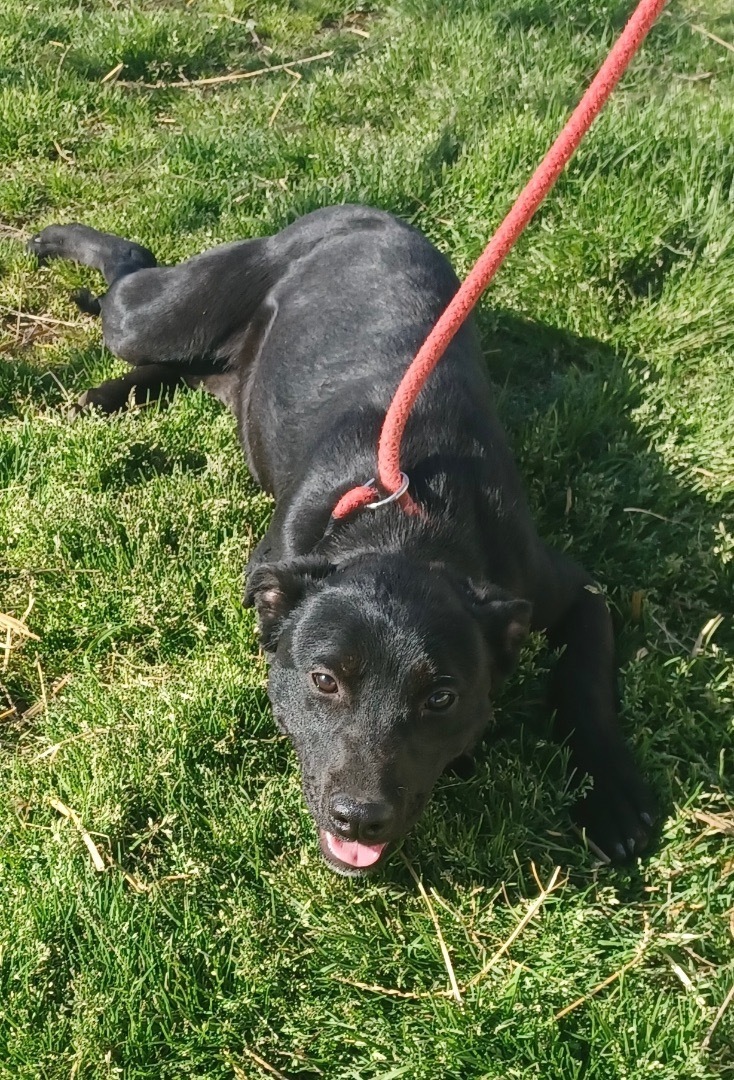 Enlarge Dawn, a Adopted mixed breed in Newport, AR image 3/10